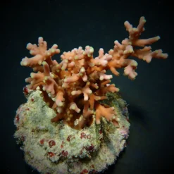 Acropora turaki | M