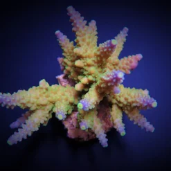 Acropora valida | S