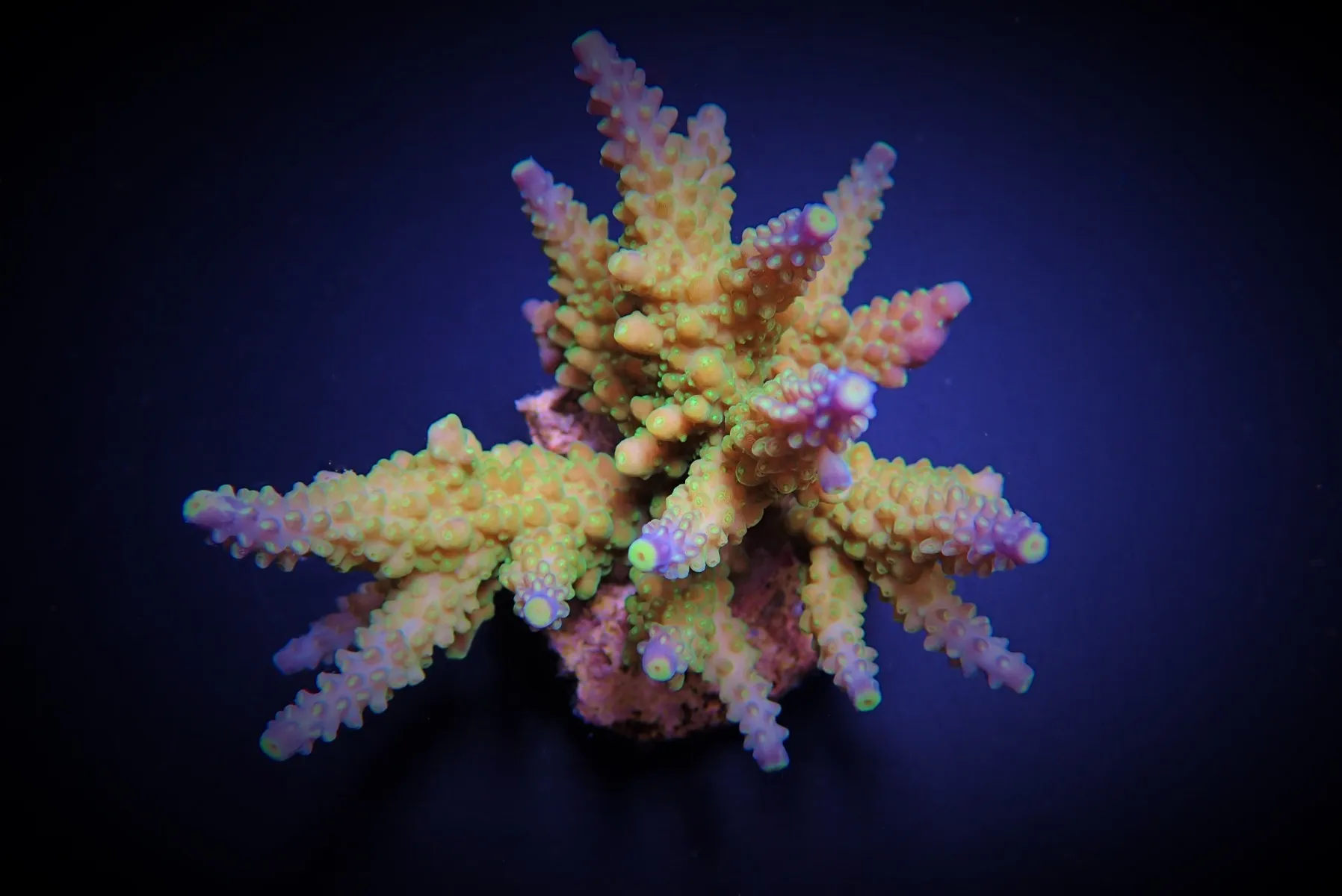 Acropora valida | XL