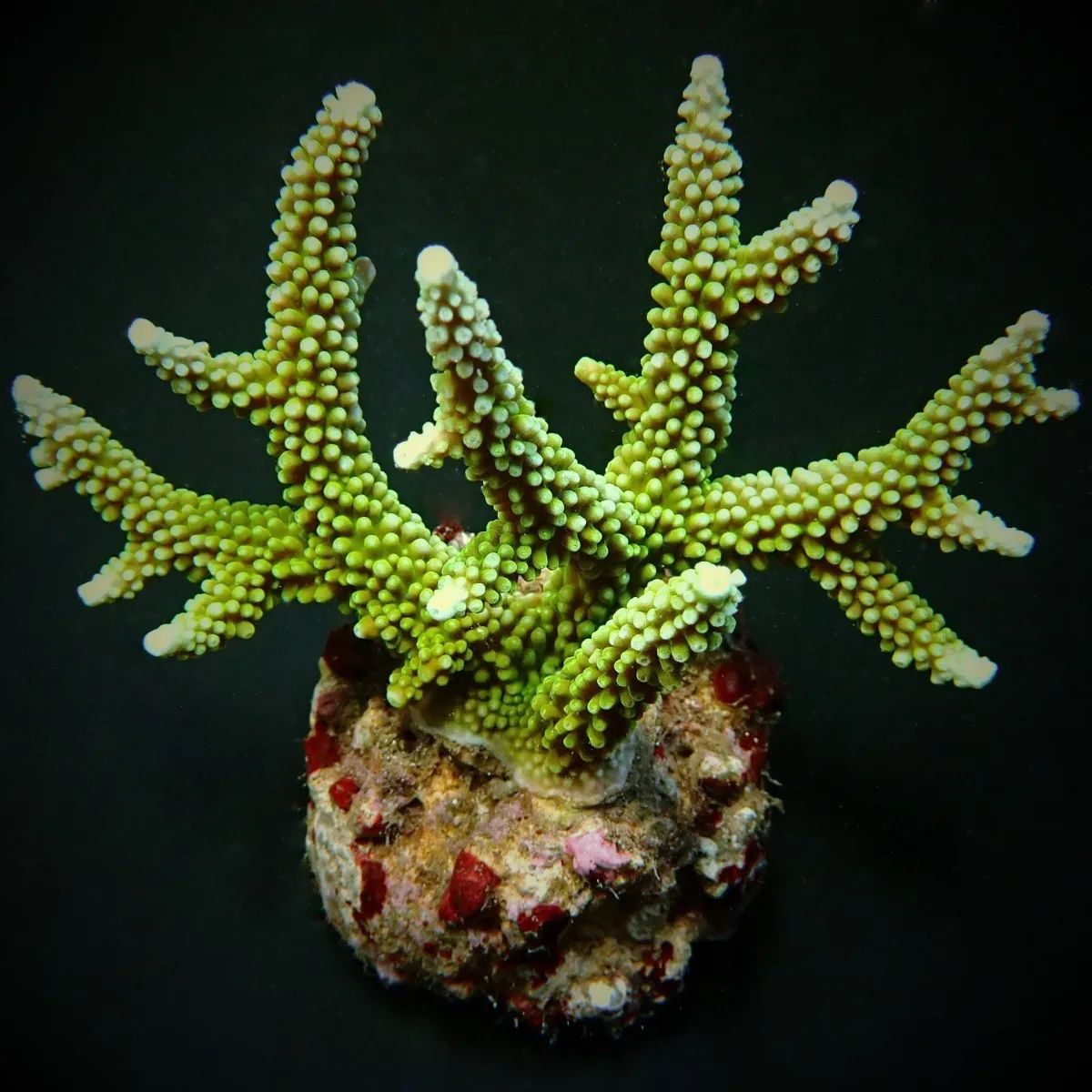 Acropora yongei | M