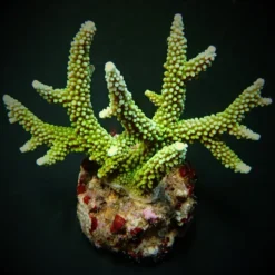Acropora yongei | L