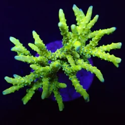 Anacropora spp. (Green Goblin) | S