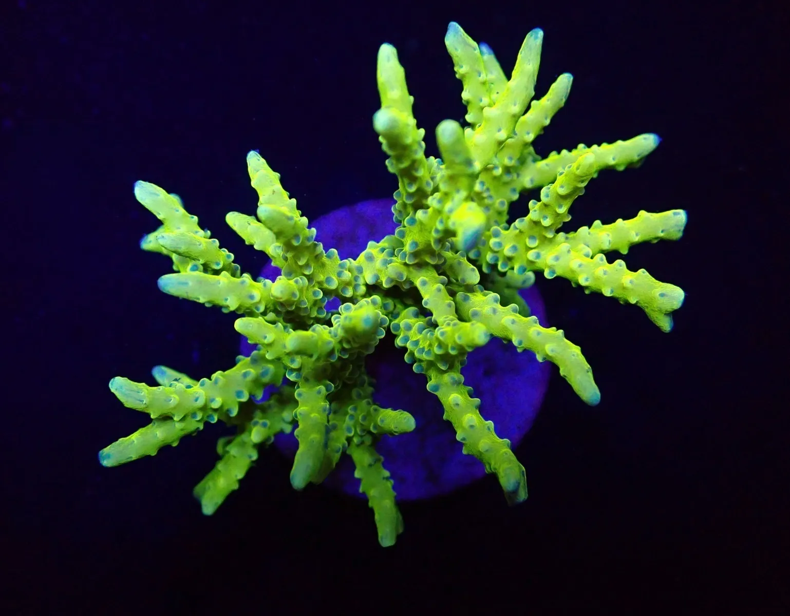 Anacropora spp. (Green Goblin) | M