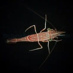 Rhynchocinetes durbanensis | All sizes