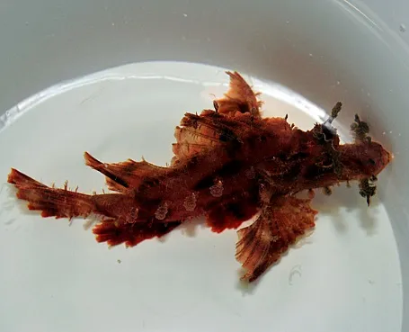 Rhinopias eschmeyeri (Brown) | All sizes