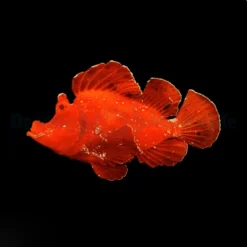 Rhinopias eschmeyeri (Red) | All sizes