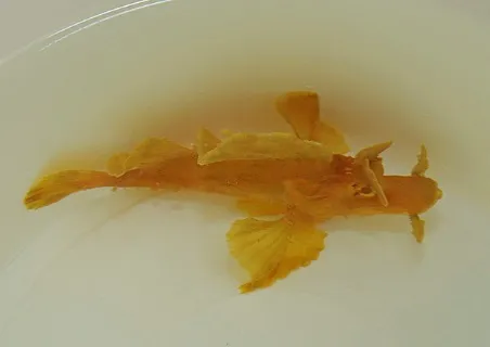 Rhinopias eschmeyeri (Yellow) | All sizes