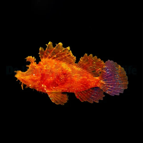 Rhinopias frondosa (Orange) | All sizes