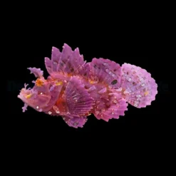 Rhinopias frondosa (Purple) | All sizes