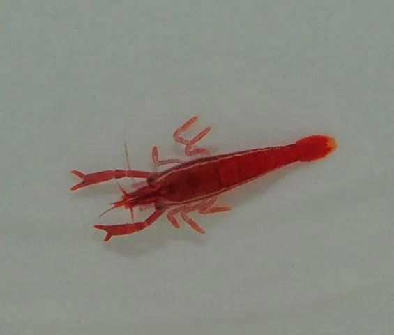Sandimenes hirsutus | All sizes