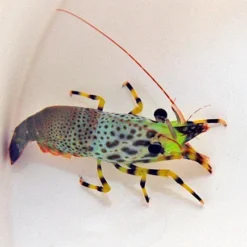 Saron inermis (Female) | All sizes