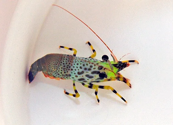 Saron inermis (Female) | All sizes