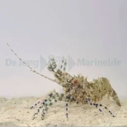 Saron marmoratus (Female) | All sizes