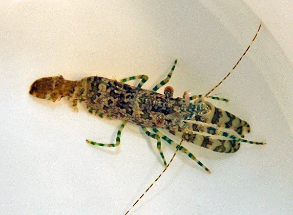 Saron marmoratus (Male) | All sizes