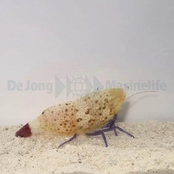 Saron rectirostris (Female) | All sizes