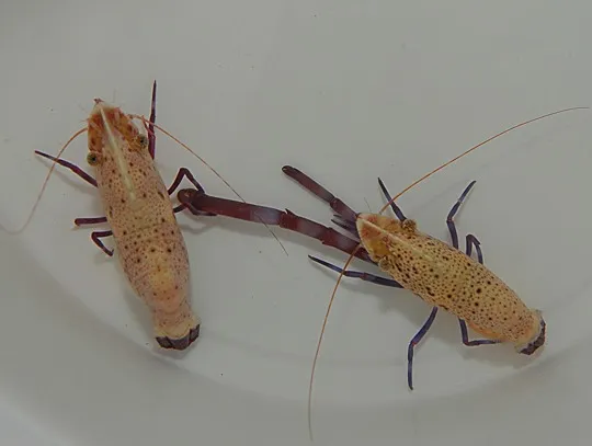 Saron rectirostris (Pair) | All sizes