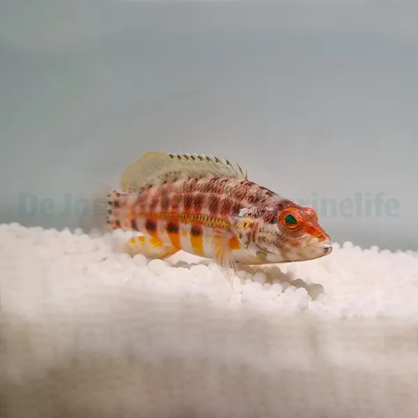 Serranus baldwini | All sizes