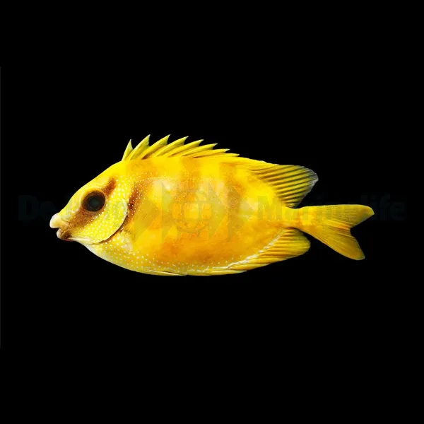 Siganus corallinus | S
