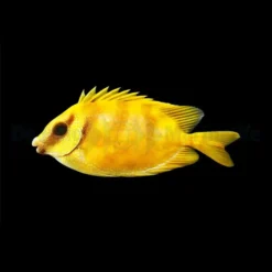 Siganus corallinus | M
