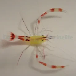 Stenopus cyanoscelis | All sizes