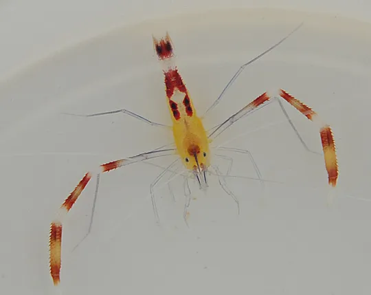 Stenopus cyanoscelis (Pair) | All sizes
