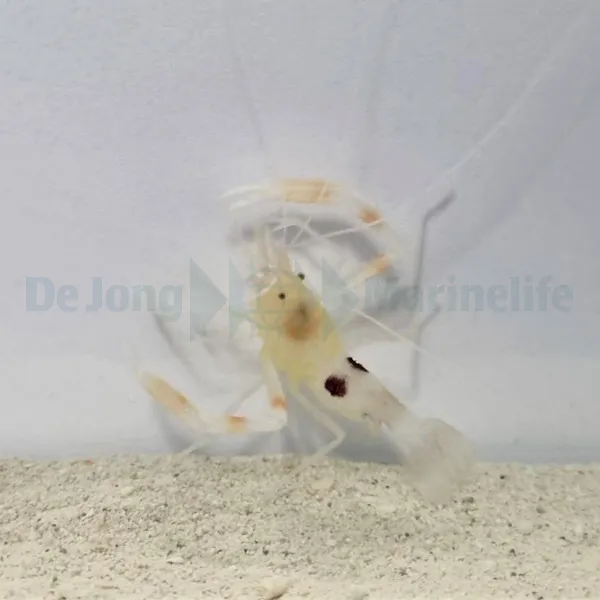 Stenopus devaneyi | All sizes