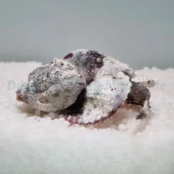 Scorpaenopsis diabolus | S