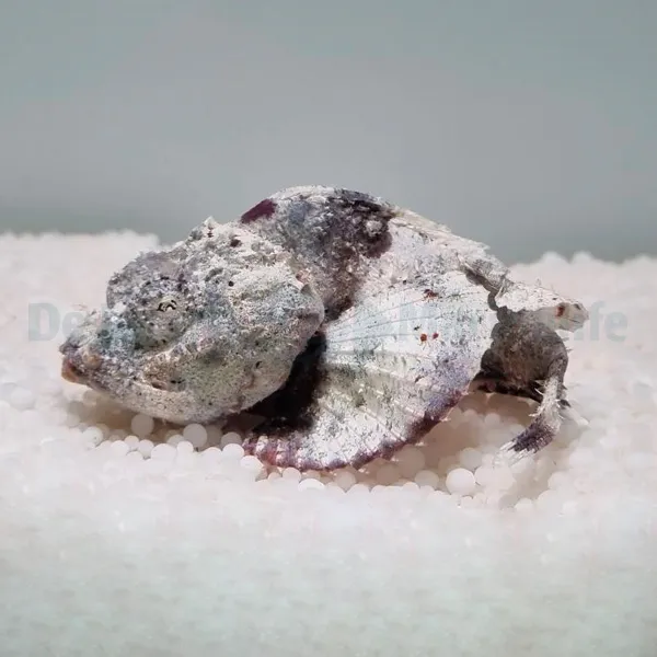 Scorpaenopsis diabolus | L