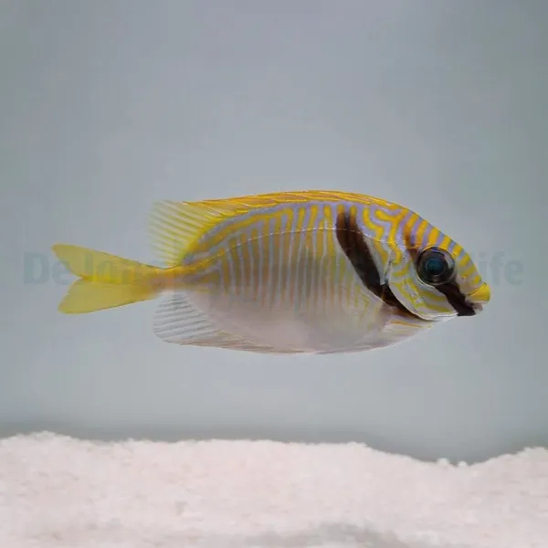 Siganus doliatus | S