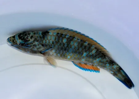 Scarus ghobban | M