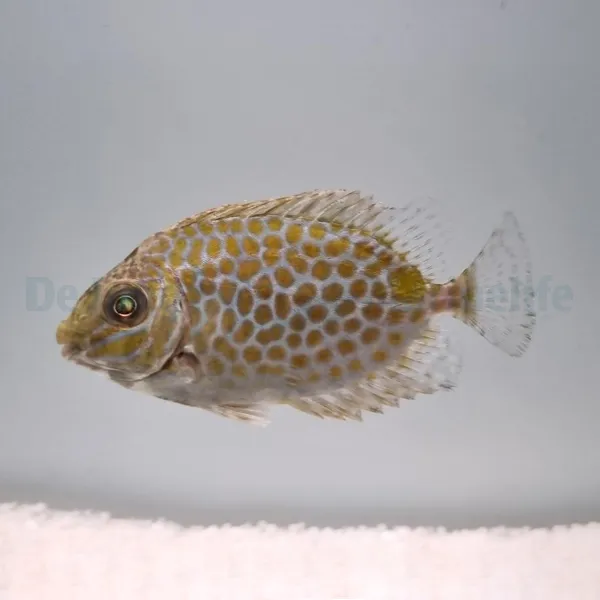Siganus guttatus | L