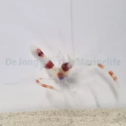 Stenopus hispidus | All sizes