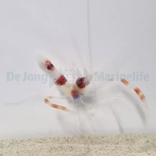 Stenopus hispidus | All sizes