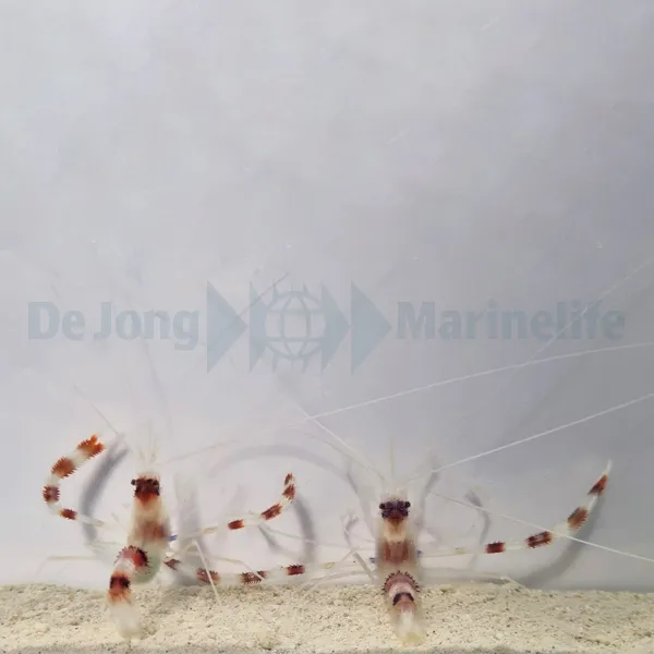 Stenopus hispidus (Pair) | All sizes