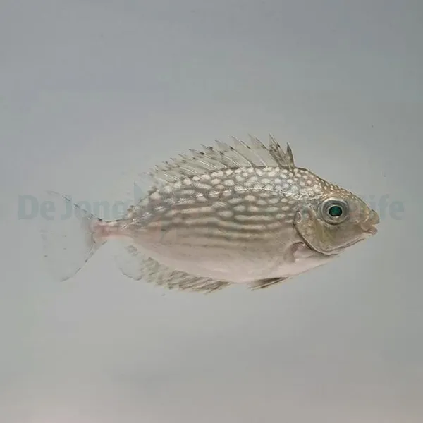 Siganus javus | XL