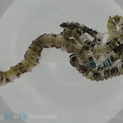 Synapta maculata | All sizes