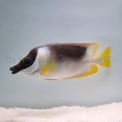 Siganus magnificus | L