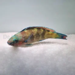 Scarus psittacus | M