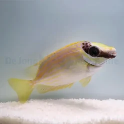 Siganus puellus | M