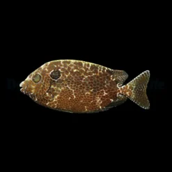 Siganus punctatus | M