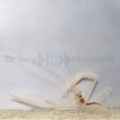 Stenopus pyrsonotus | All sizes