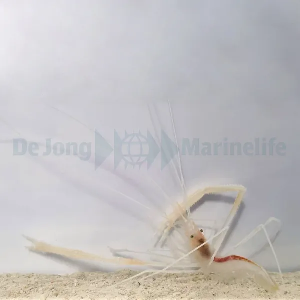 Stenopus pyrsonotus | All sizes