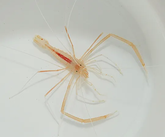Stenopus pyrsonotus (Pair) | All sizes