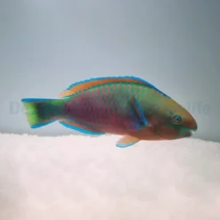 Scarus quoyi | M