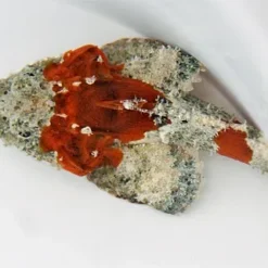 Scorpaenopsis spp. | M