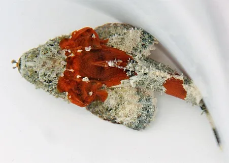 Scorpaenopsis spp. | XL