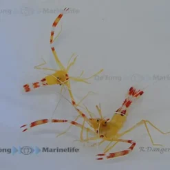 Stenopus scutellatus | All sizes