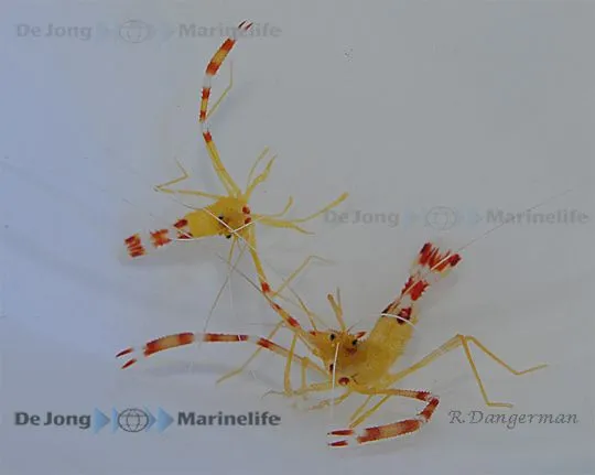 Stenopus scutellatus | All sizes