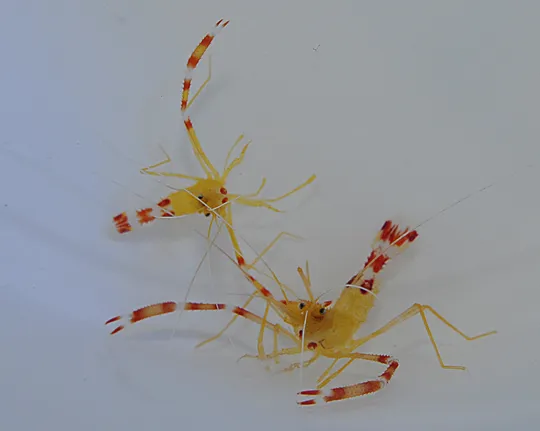 Stenopus scutellatus (Pair) | All sizes