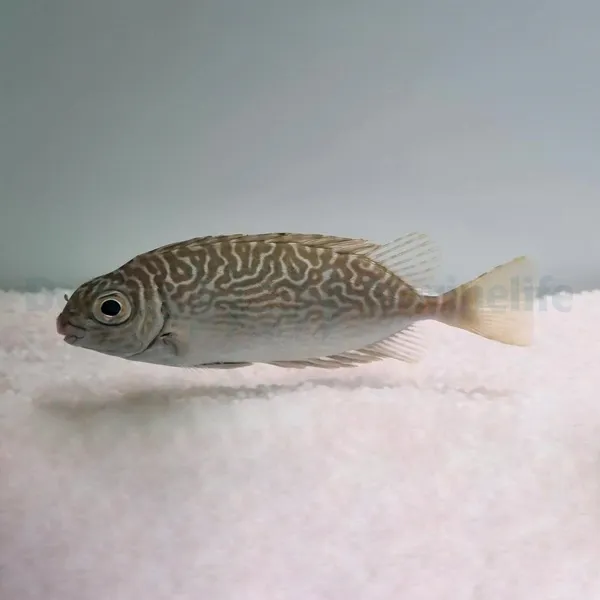 Siganus spinus | L